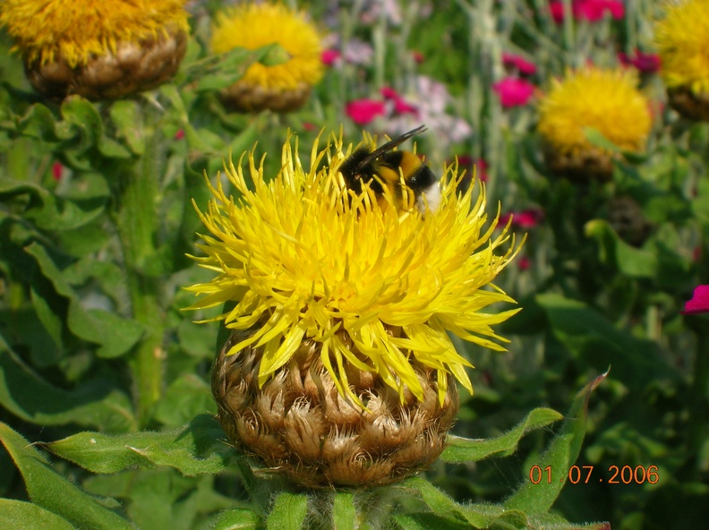 Jardin_Fleurs_DSCN1063.JPG