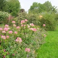 Jardin Fleurs DSCN1502